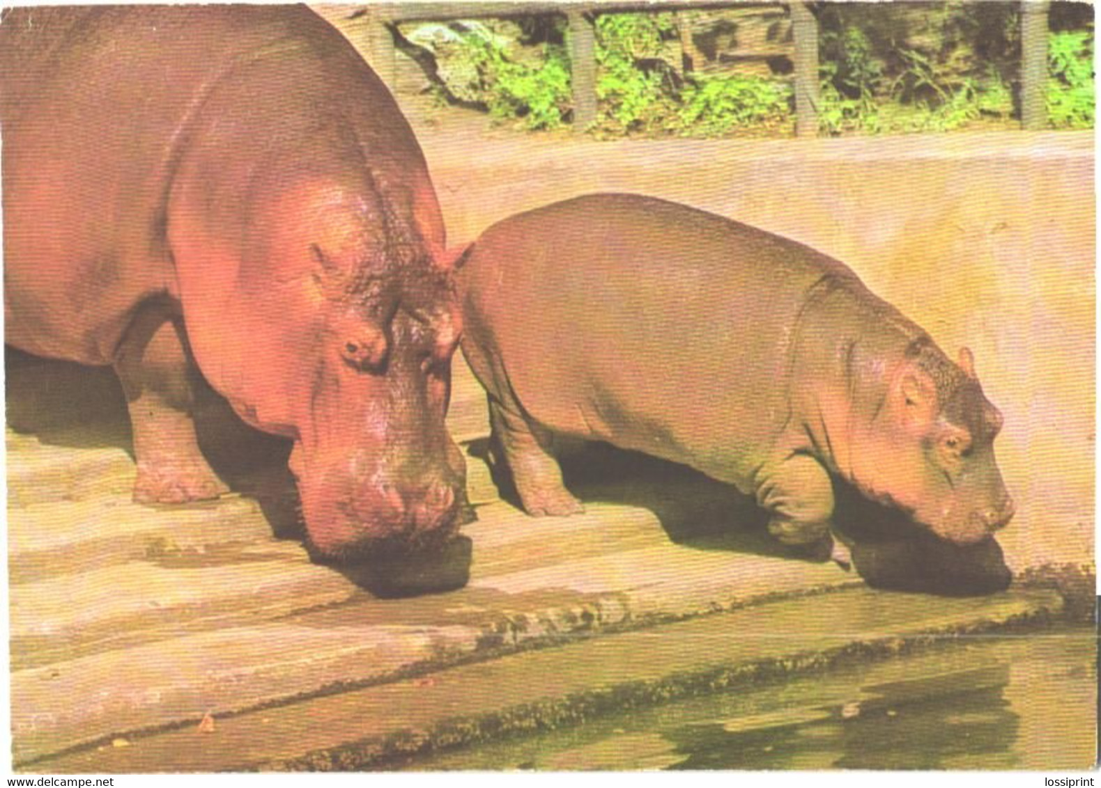 Hippopotamuses Near Water - Hippopotamuses