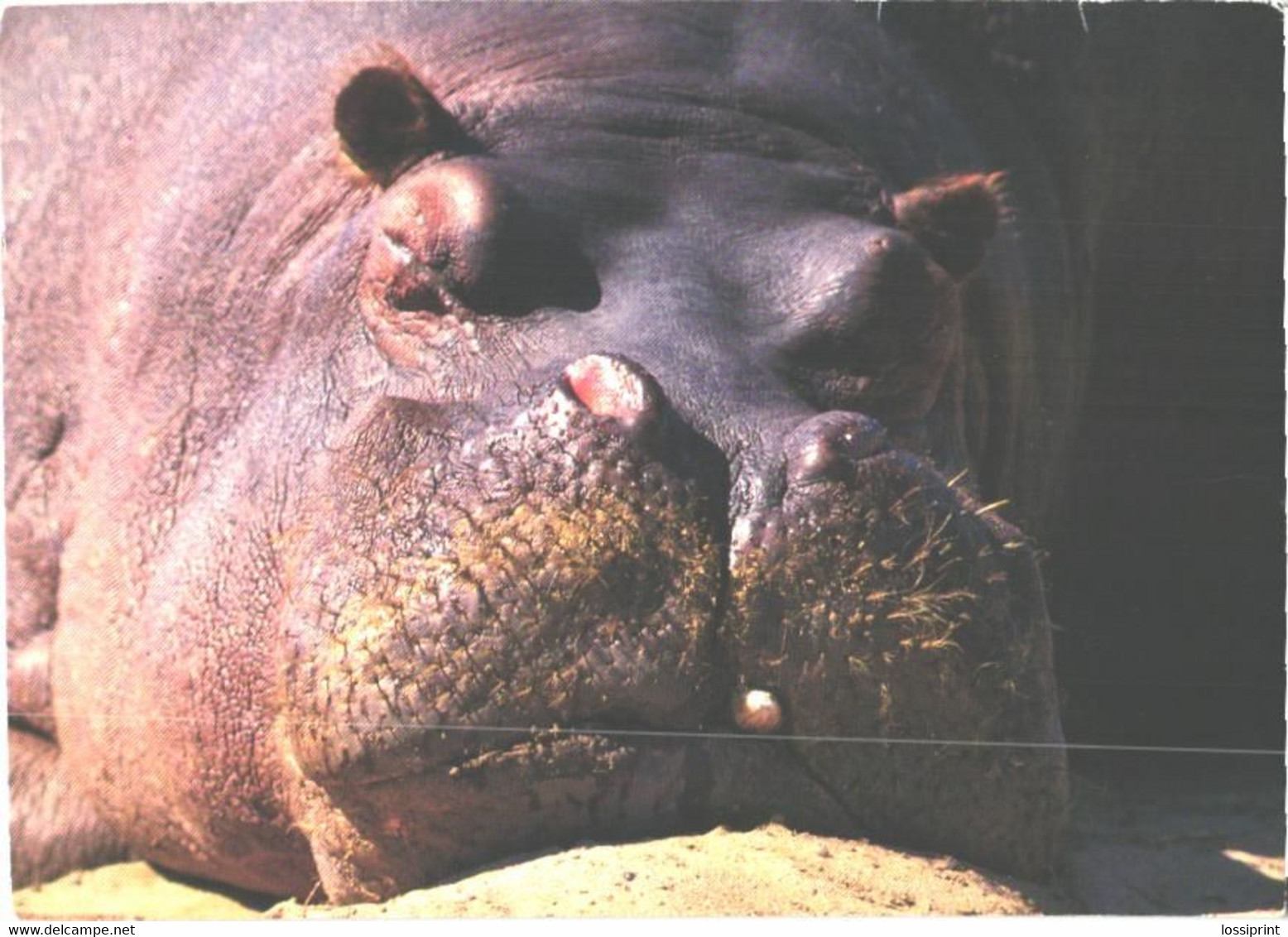 Sleeping Hippopotamus, H.amphibius - Flusspferde