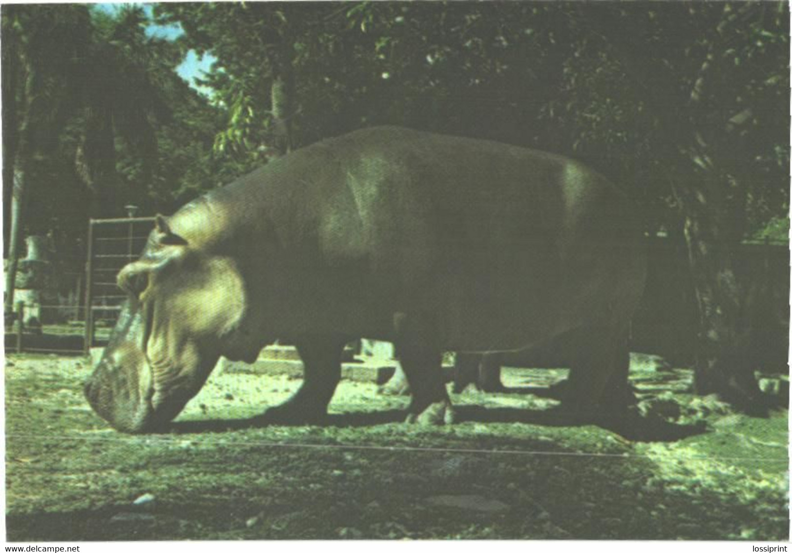 Hippopotamus In Zoo, Hippopotamo Amphibius - Ippopotami