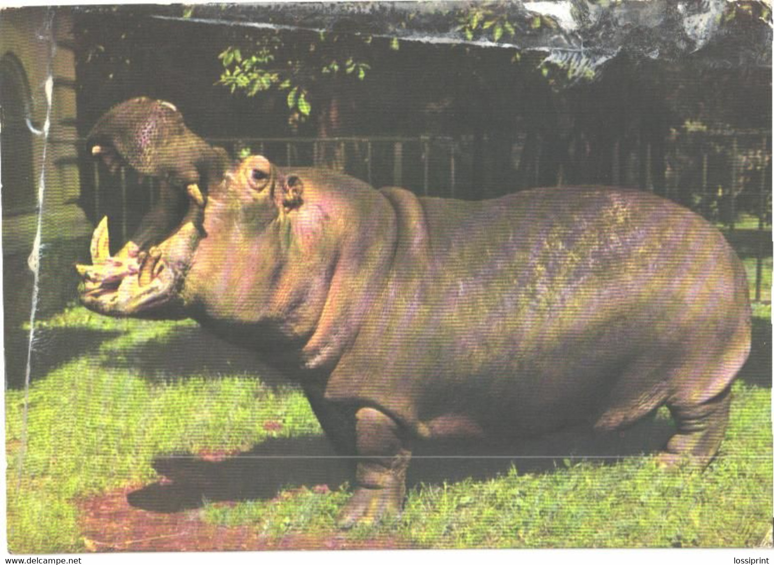 Yawning Hippopotamus, Hippopotamus Amphibius - Hippopotamuses