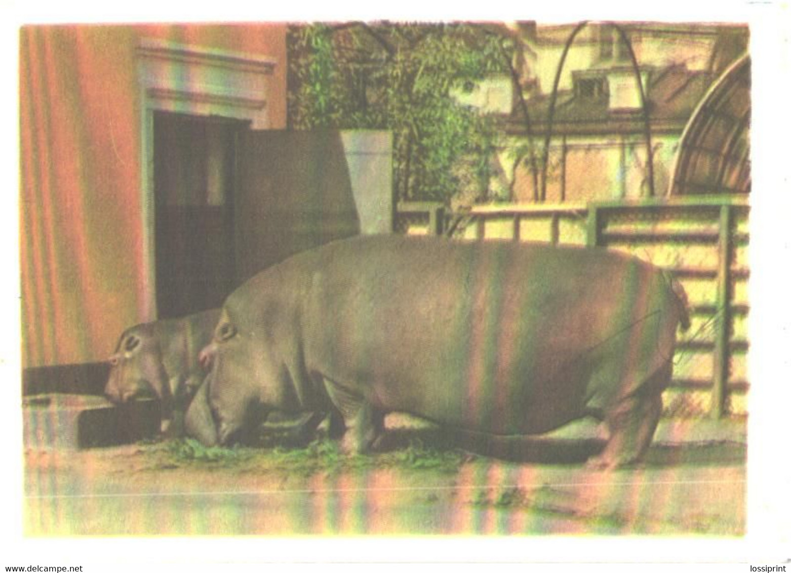 Hippopotamuses In Zoo - Hippopotamuses