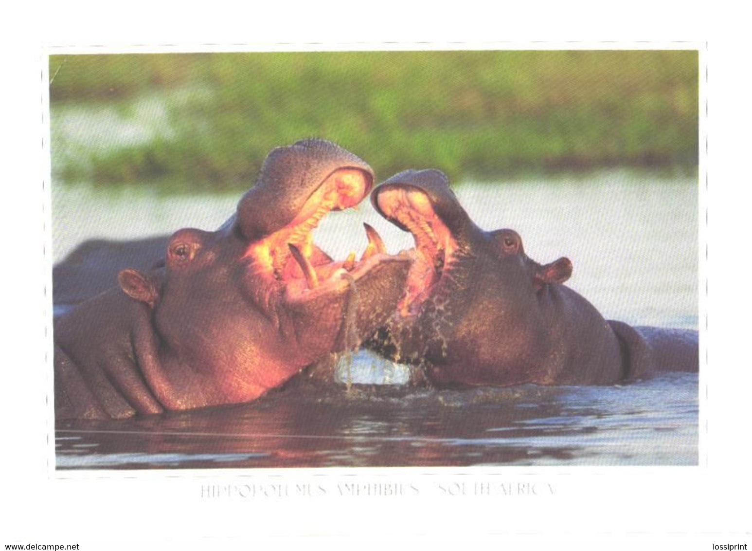 South Africa:Hippopotamus Amphibius, Clash Of The Titans - Flusspferde