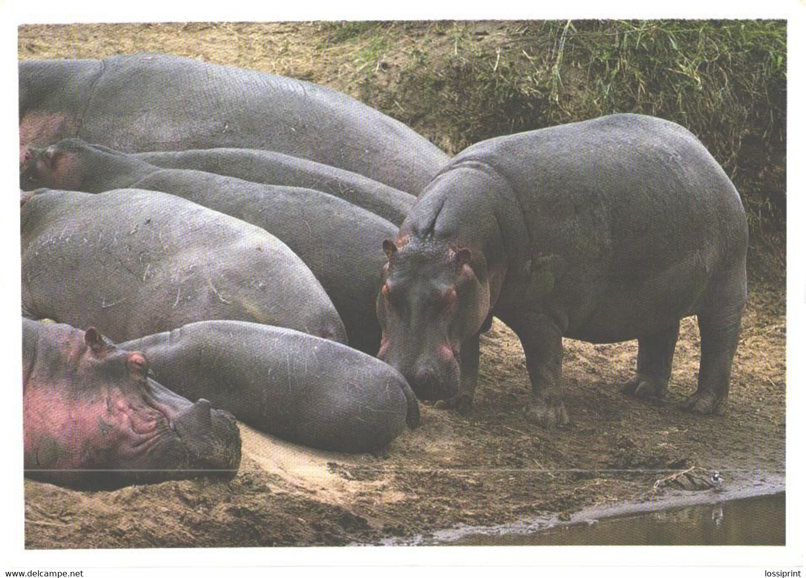 Hippopotamus Amphibius At Rest - Hippopotamuses