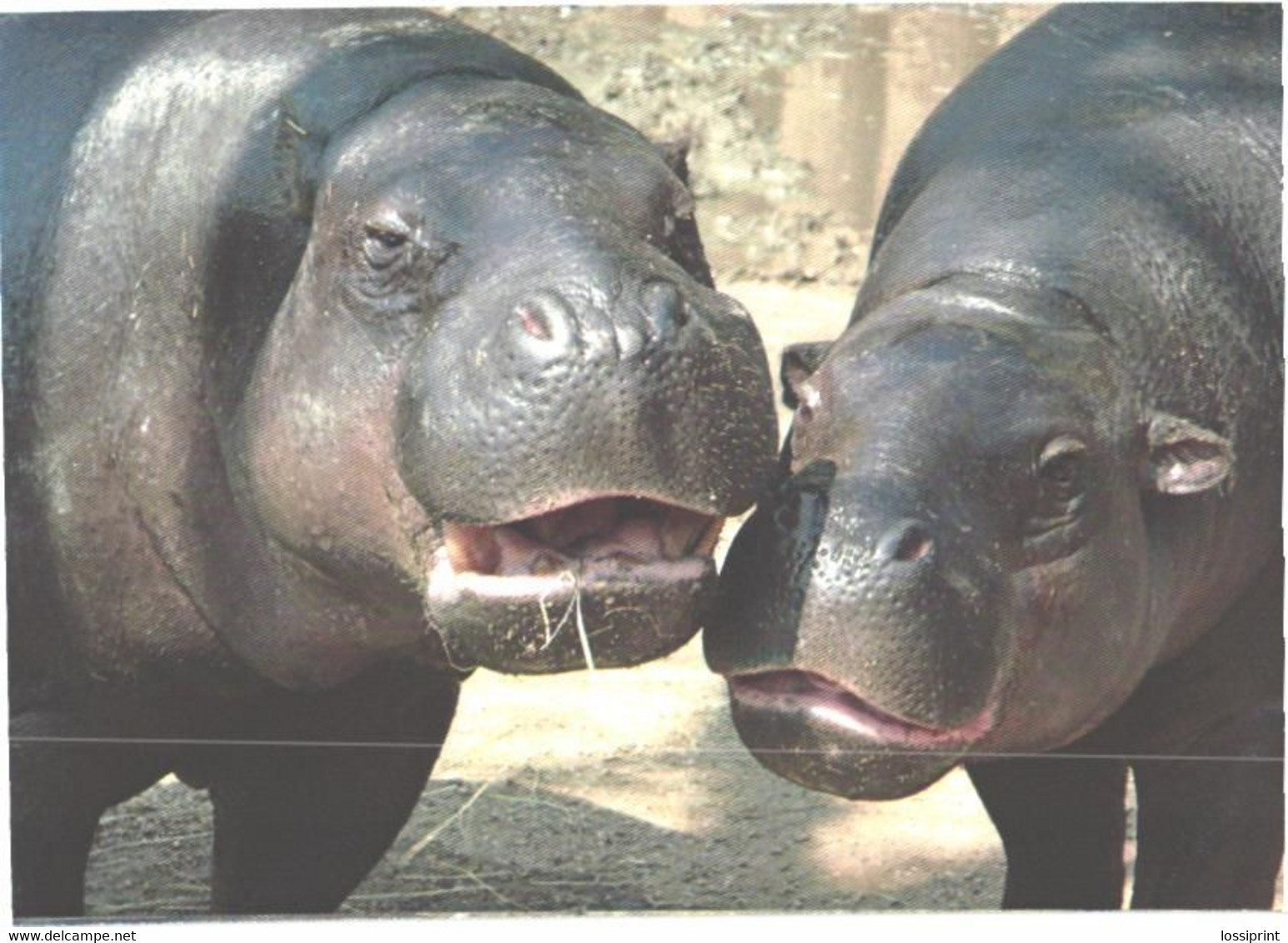 Hippopotamuses In Zoo - Hippopotames