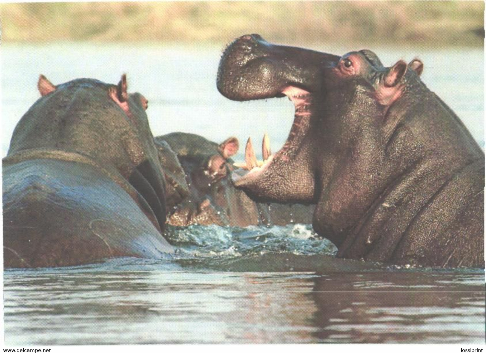 Hippopotamuses In Water - Hippopotames