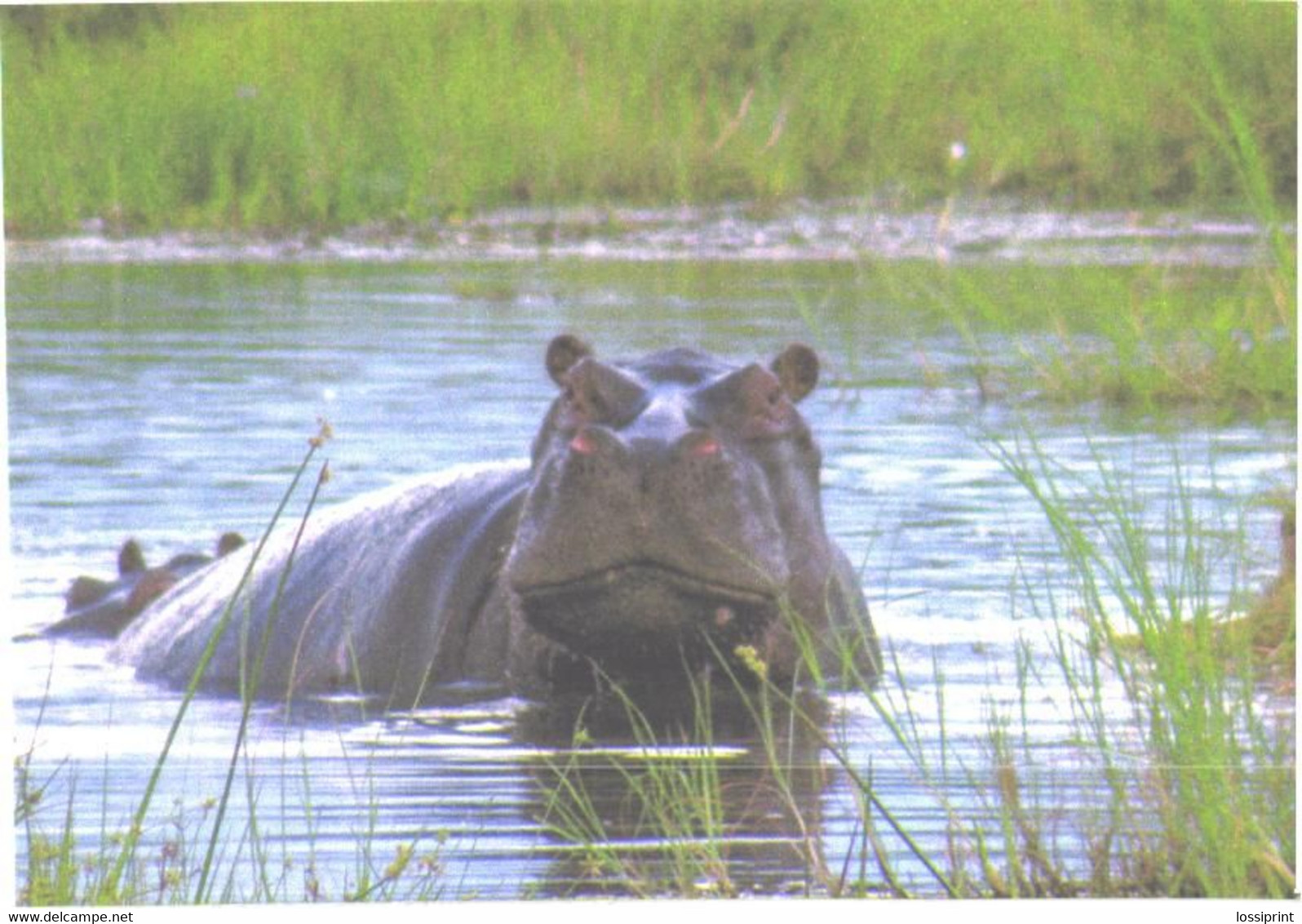 Hippopotamus In Water - Hippopotamuses