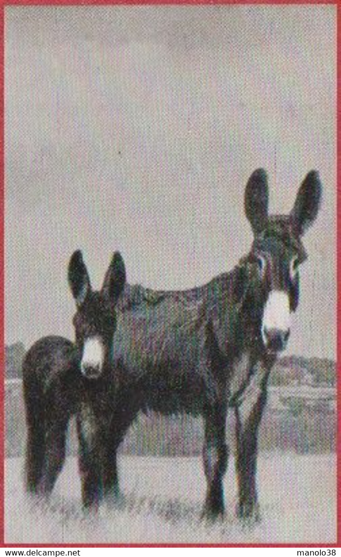 Anesse Du Poitou. Photo Schall. Image N°26. Album N°8: "Les Bêtes De Chez Nous". Ane. Chocolat Cemoi. Grenoble. - Autres & Non Classés