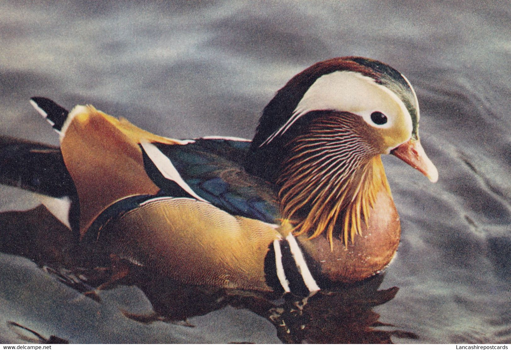 Postcard Mandarin Drake [ Duck ] My Ref B24905MD - Birds