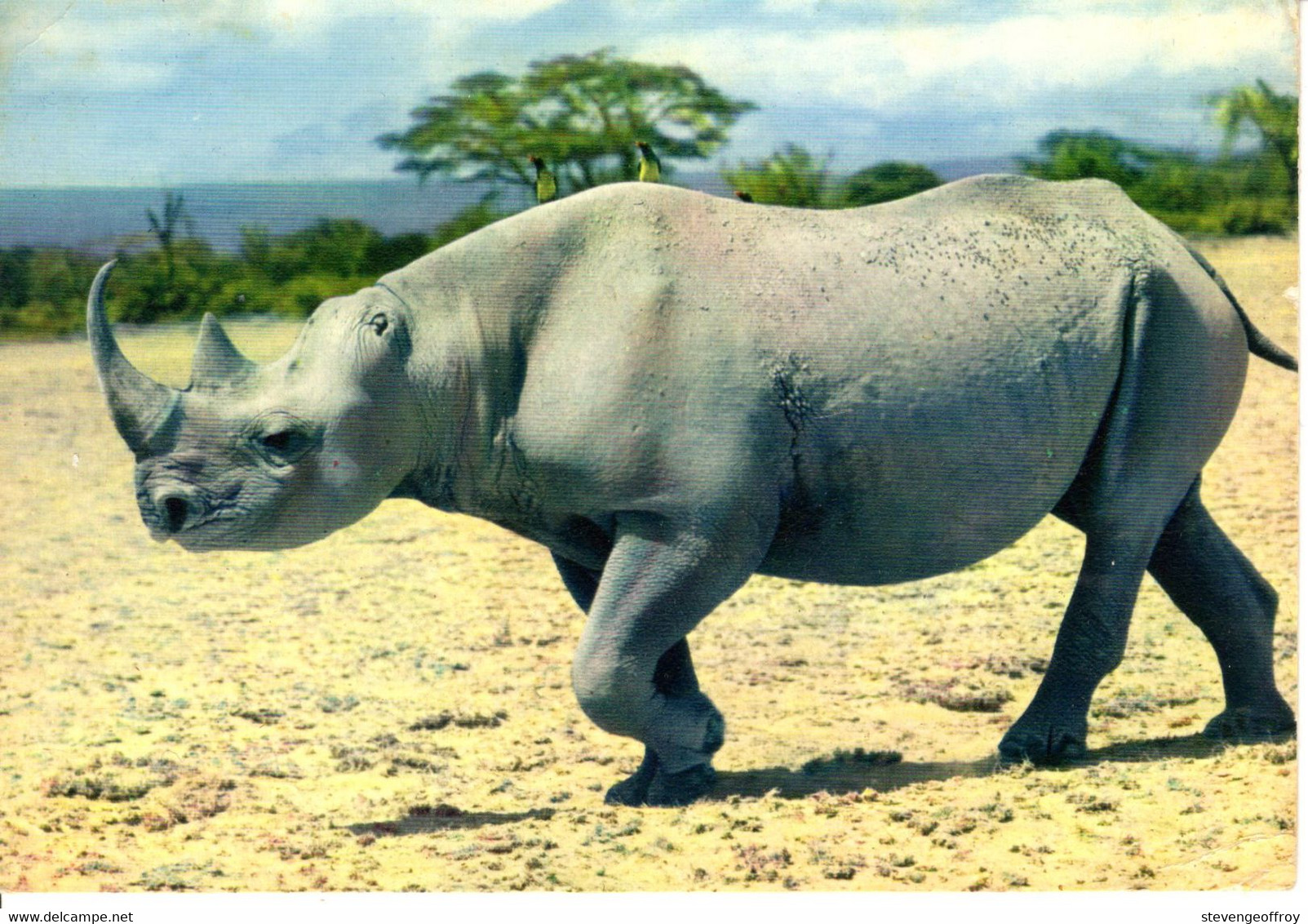 CP Animaux Rhinoceros Savane Nature Couriou Nice - Rhinocéros