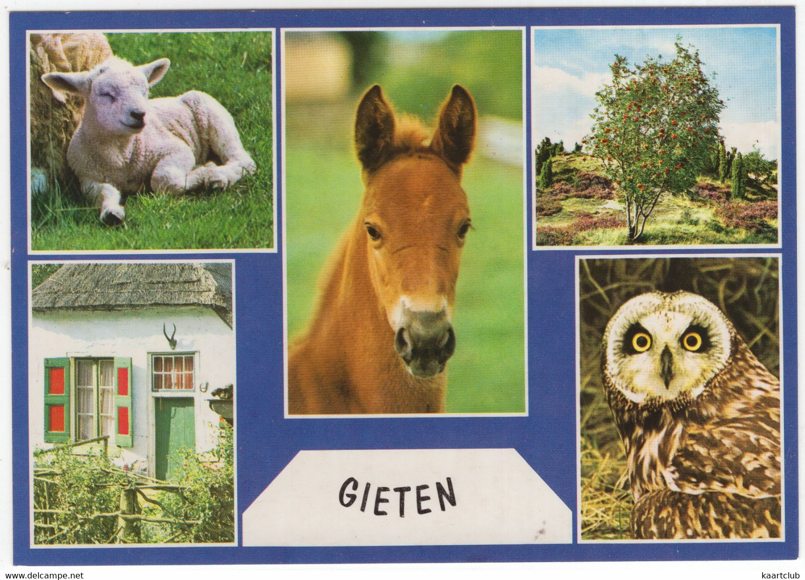 Gieten - Uil, Veulen, Lam - (Drenthe, Holland) - Gieten