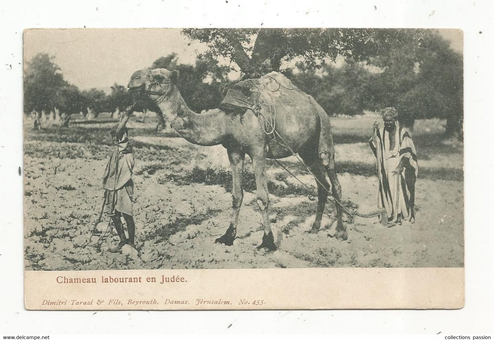 Cp, PALESTINE , JUDEE , Agriculture , Chameau Labourant , Culture ,écrite 1919 ,Union Postale Universelle - Palestine