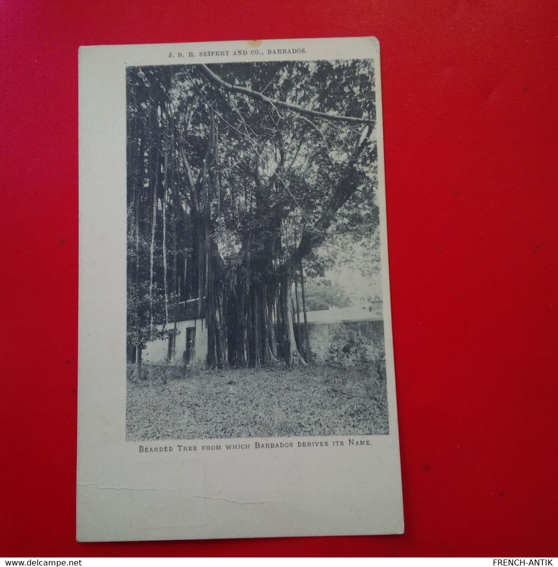 BEARDED TREE FROM WHICH BARBADOS DERIVES ITS NAME - Barbados (Barbuda)