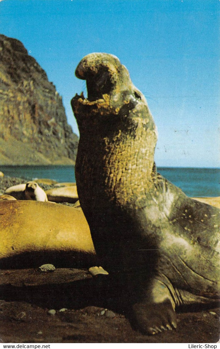 AMORA Prospection -  GROENLAND  Elephant De Mer Timbrée, Oblitérée  1958 ( ͡♥ ͜ʖ ͡♥) ♥ - Pubblicitari