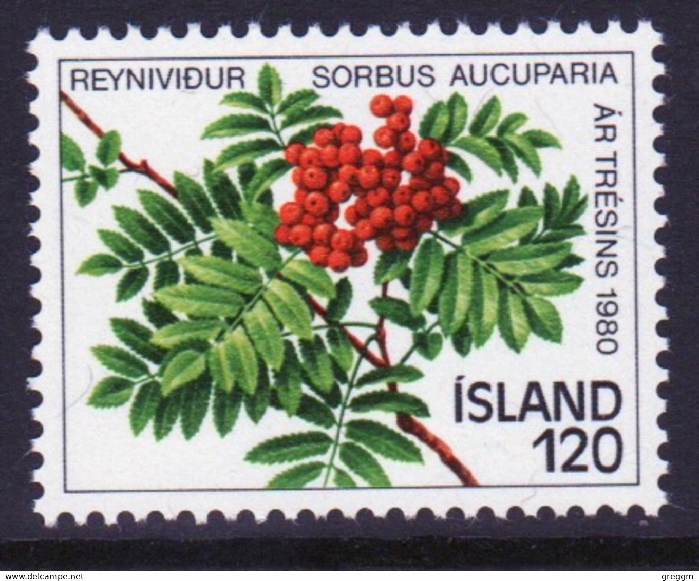 Iceland 1980 Single Stamp Celebrating Year Of The Trees In Unmounted Mint - Ongebruikt