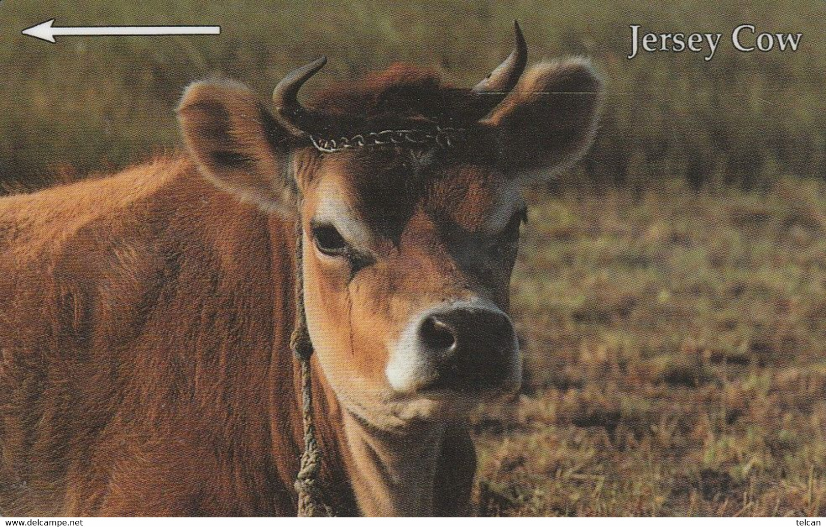 Jersey Cow - Cows