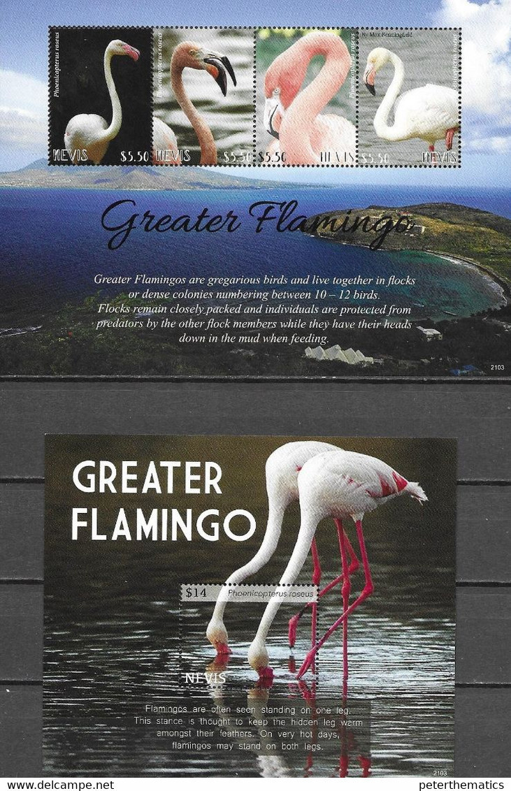 NEVIS, 2021, MNH, BIRDS, FLAMINGOES, GREATER FLAMINGO, SHEETLET+S/SHEET - Flamingo