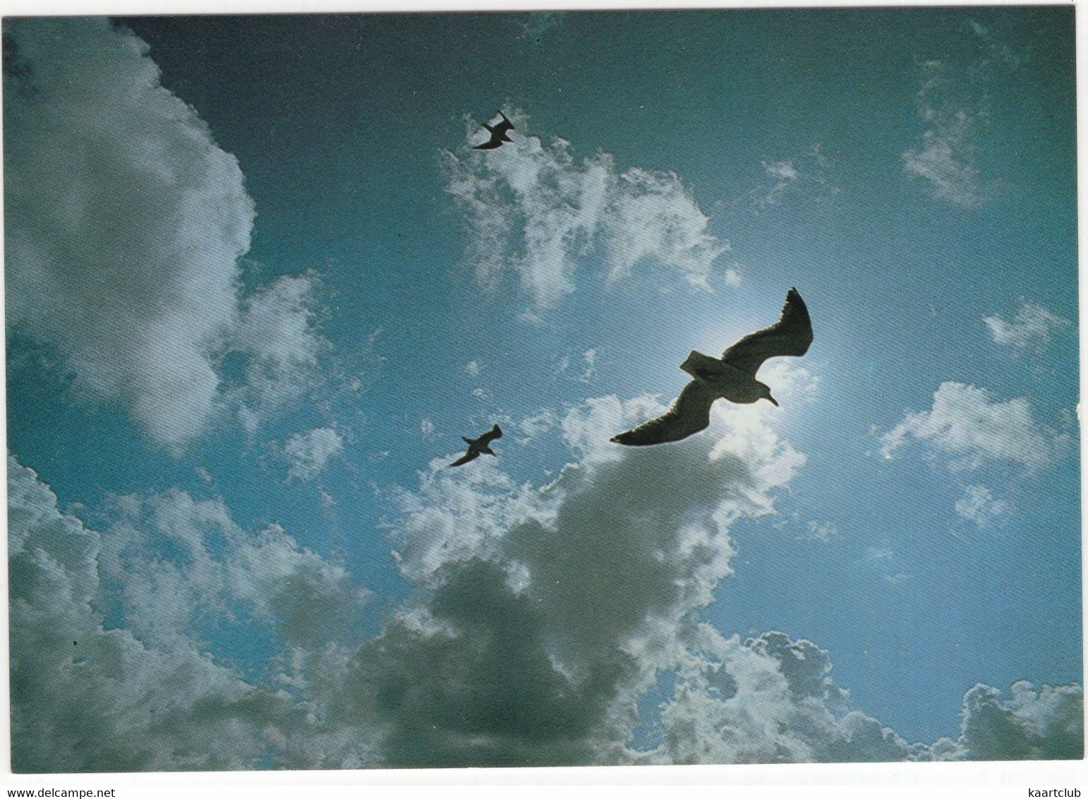 De Waddenzee - (Zeemeeuwen, Dreigende Lucht) - (Holland) - Autres & Non Classés