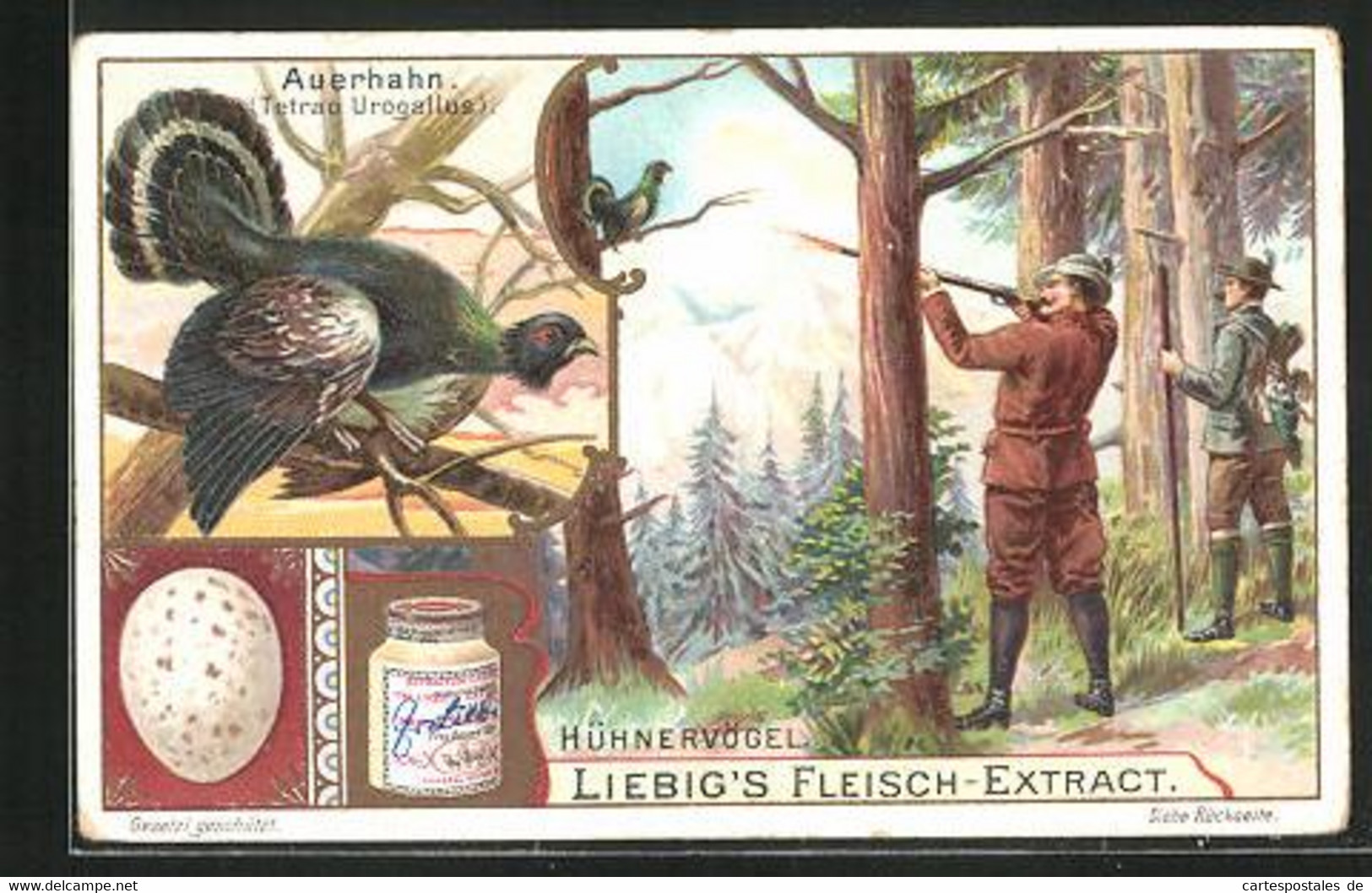 Sammelbild Liebig, Hühnervögel, Auerhahn, Jagd - Liebig