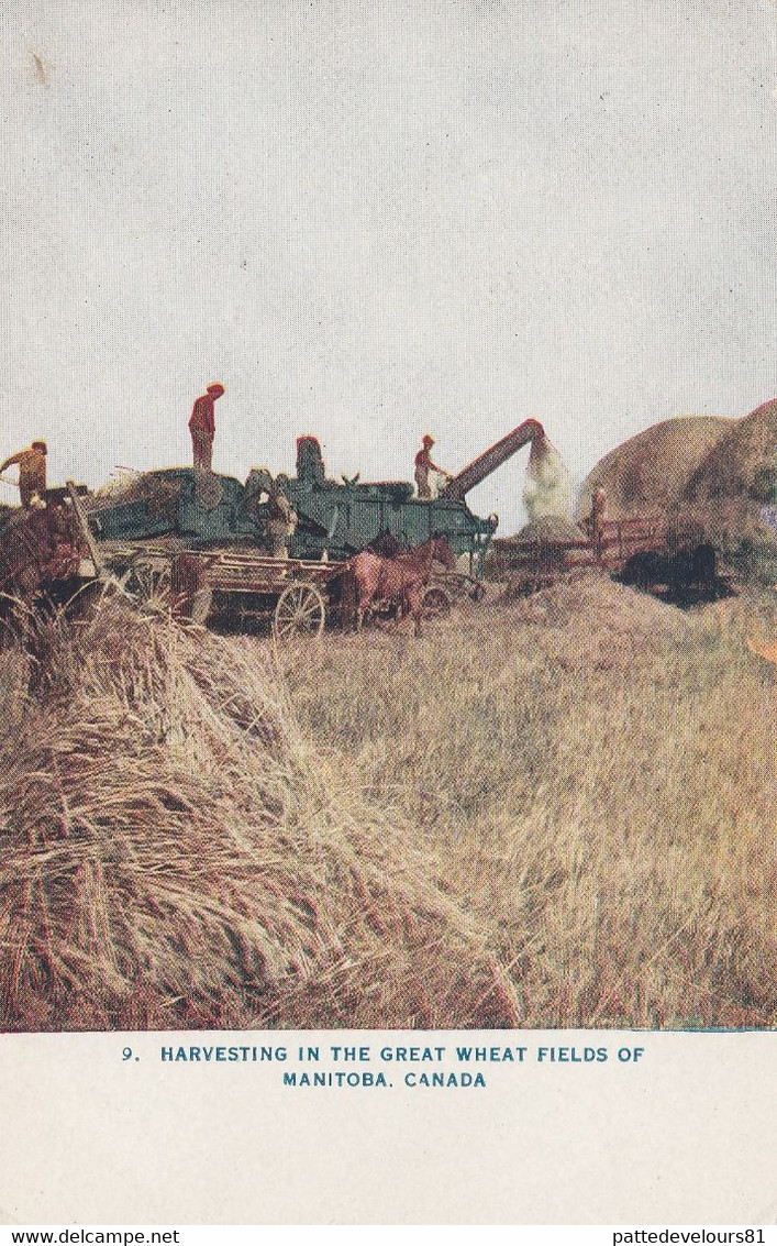 CPA CANADA Récolte Dans Les Grands Champs De Blé Du Manitoba Moissonneuse Moisson Agriculture Métier - Other & Unclassified