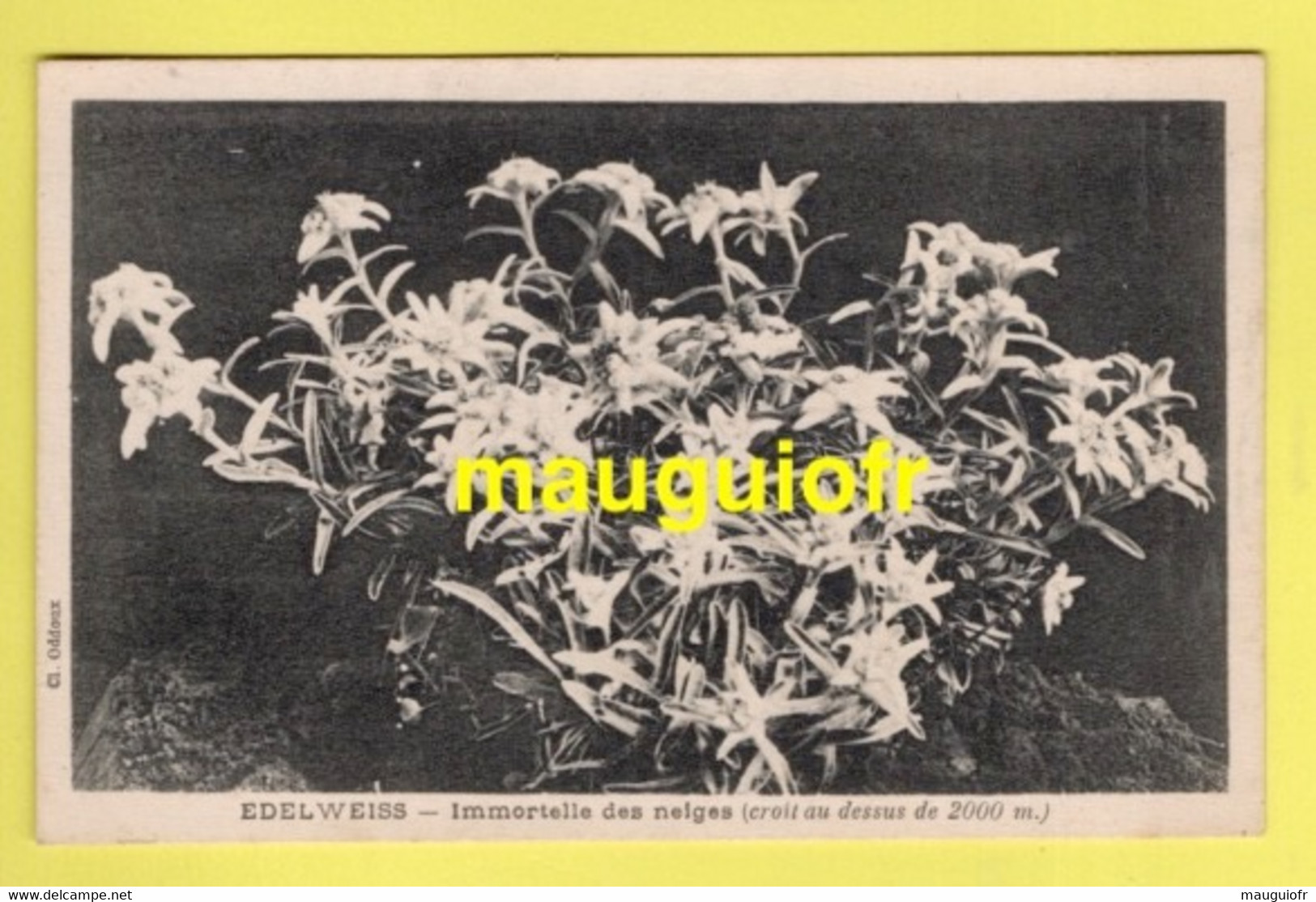 Flowers - FLEURS, PLANTES & ARBRES / FLEURS / EDELWEISS : IMMORTELLE DES  NEIGES