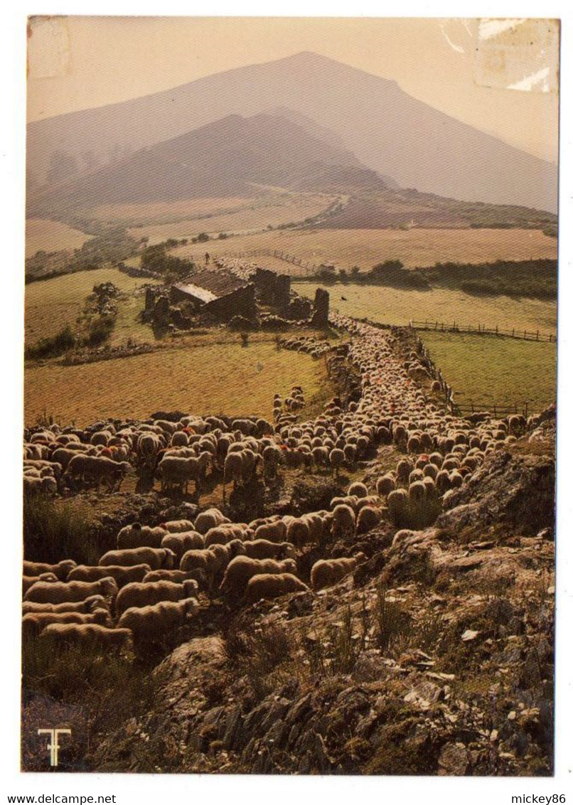 VALLERAUGUE -- L'arrivée à Bonperrier--Transhumance.... Troupeau De Moutons .....à Saisir - Valleraugue