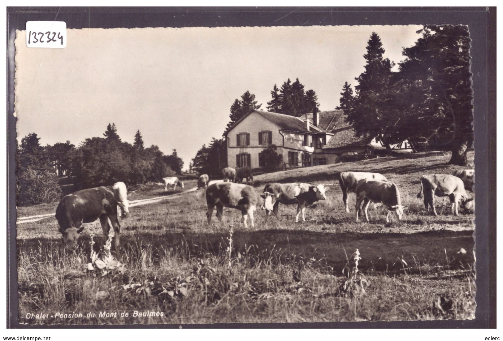 DISTRICT DE GRANDSON - CHALET DU MONT DE BAULMES - VACHES - TB - Baulmes