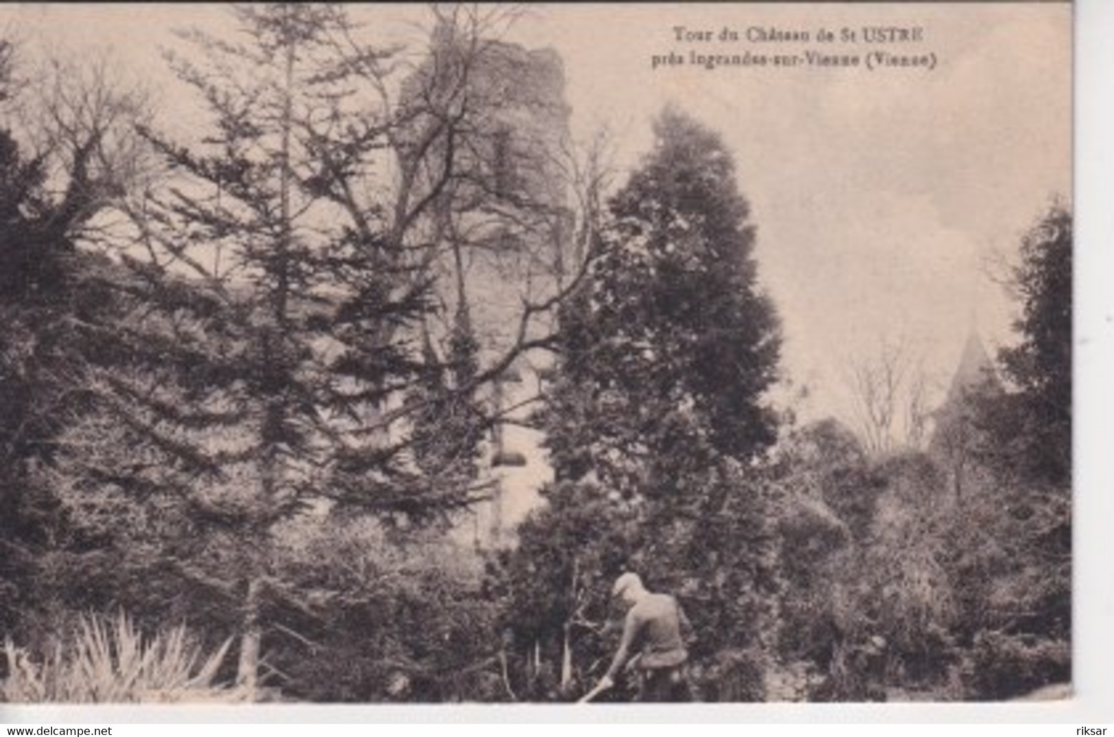 CHATEAU DE SAINT USTRE(INGRANDES SUR VIENNE) ARBRE - Ingrandes