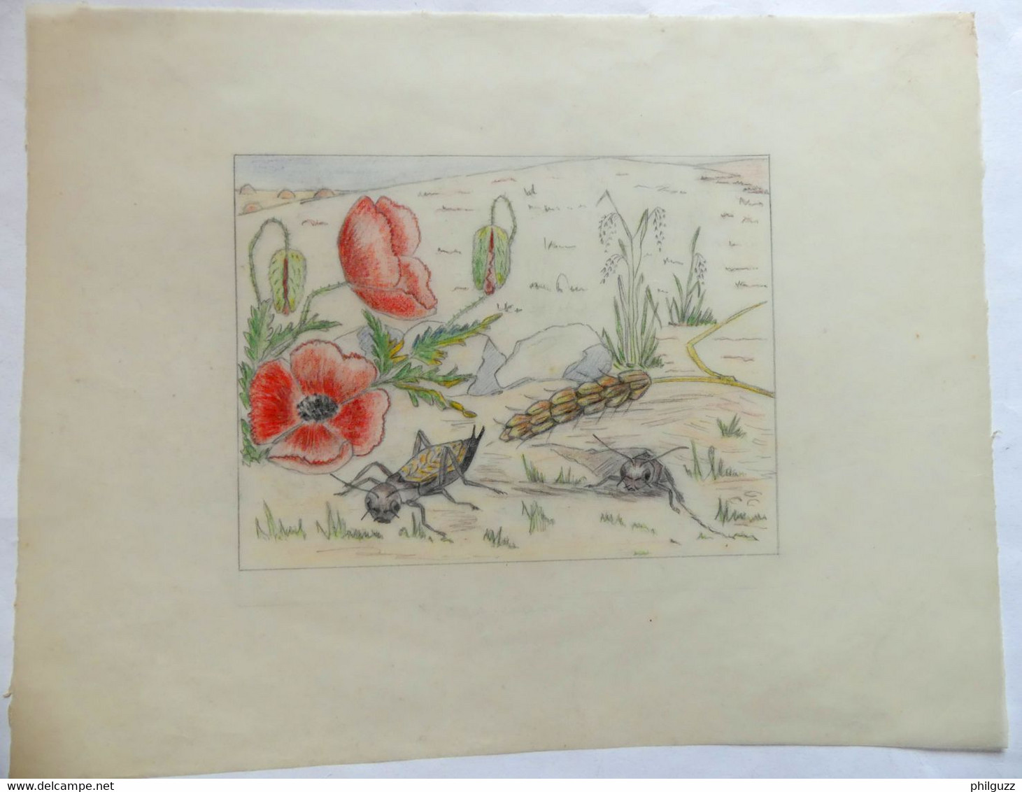 DESSIN ORIGINAL G REUZE ALBUM A COLORIE LINE ET PAT Calque Mine De Plomb Crayons De Couleurs CIGALES ET COQUELICOTS - Disegni Originali