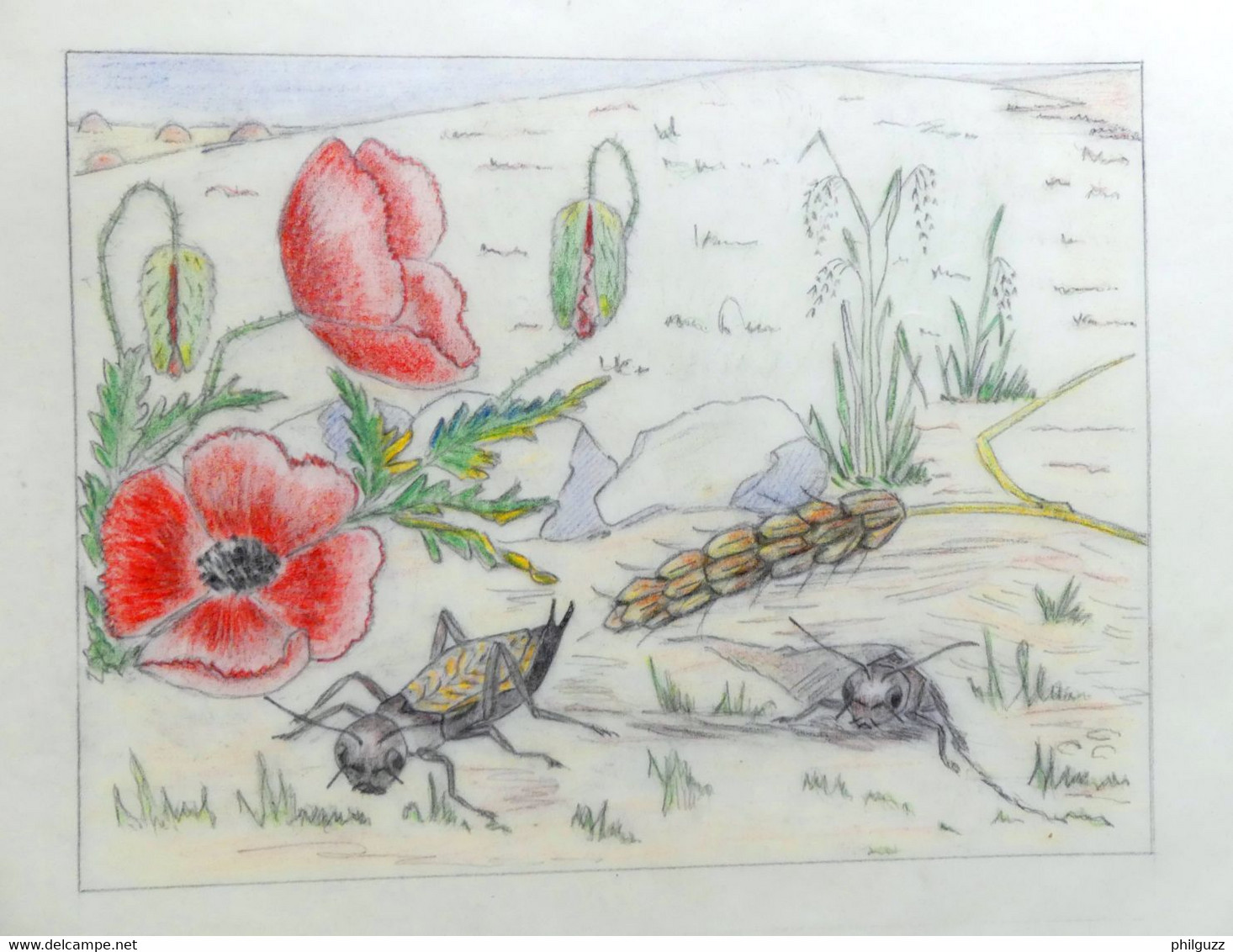 DESSIN ORIGINAL G REUZE ALBUM A COLORIE LINE ET PAT Calque Mine De Plomb Crayons De Couleurs CIGALES ET COQUELICOTS - Disegni Originali