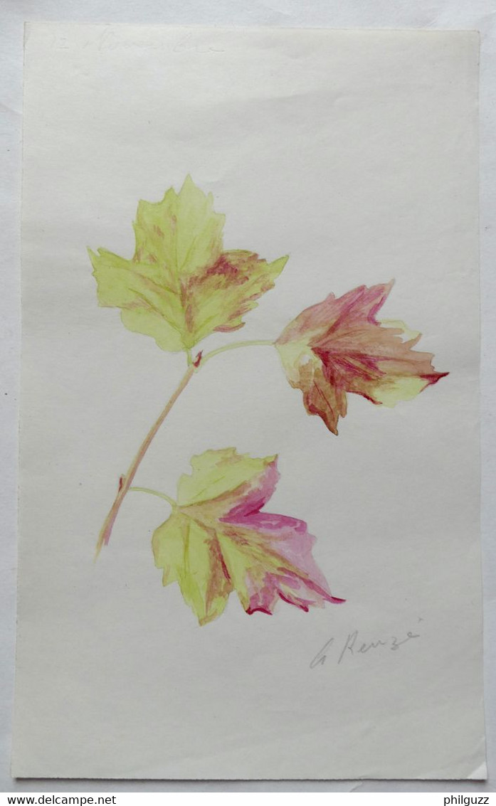 Lot 3 DESSINS ORIGINAUX Aquarelles G REUZE Signé Fleur Champignon Et Feuilles Dessin Aquarelle Dessin - Original Drawings