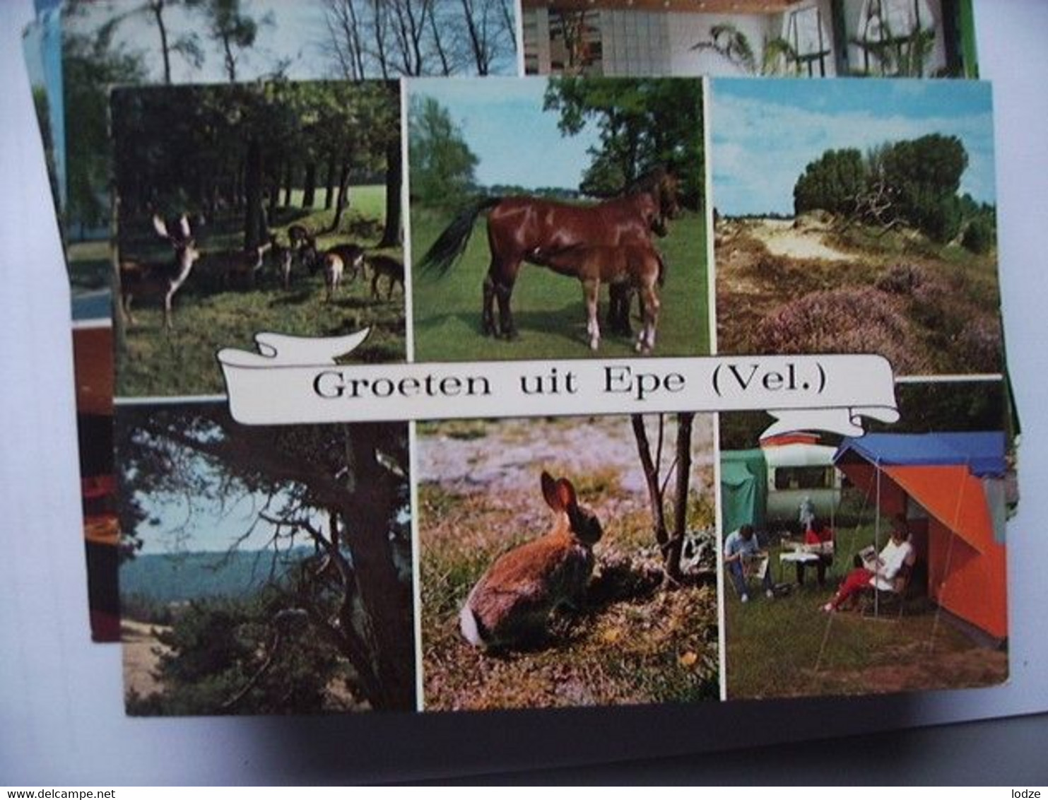 Nederland Holland Pays Bas Epe Met Flora En Fauna Bij Het Dorp - Epe