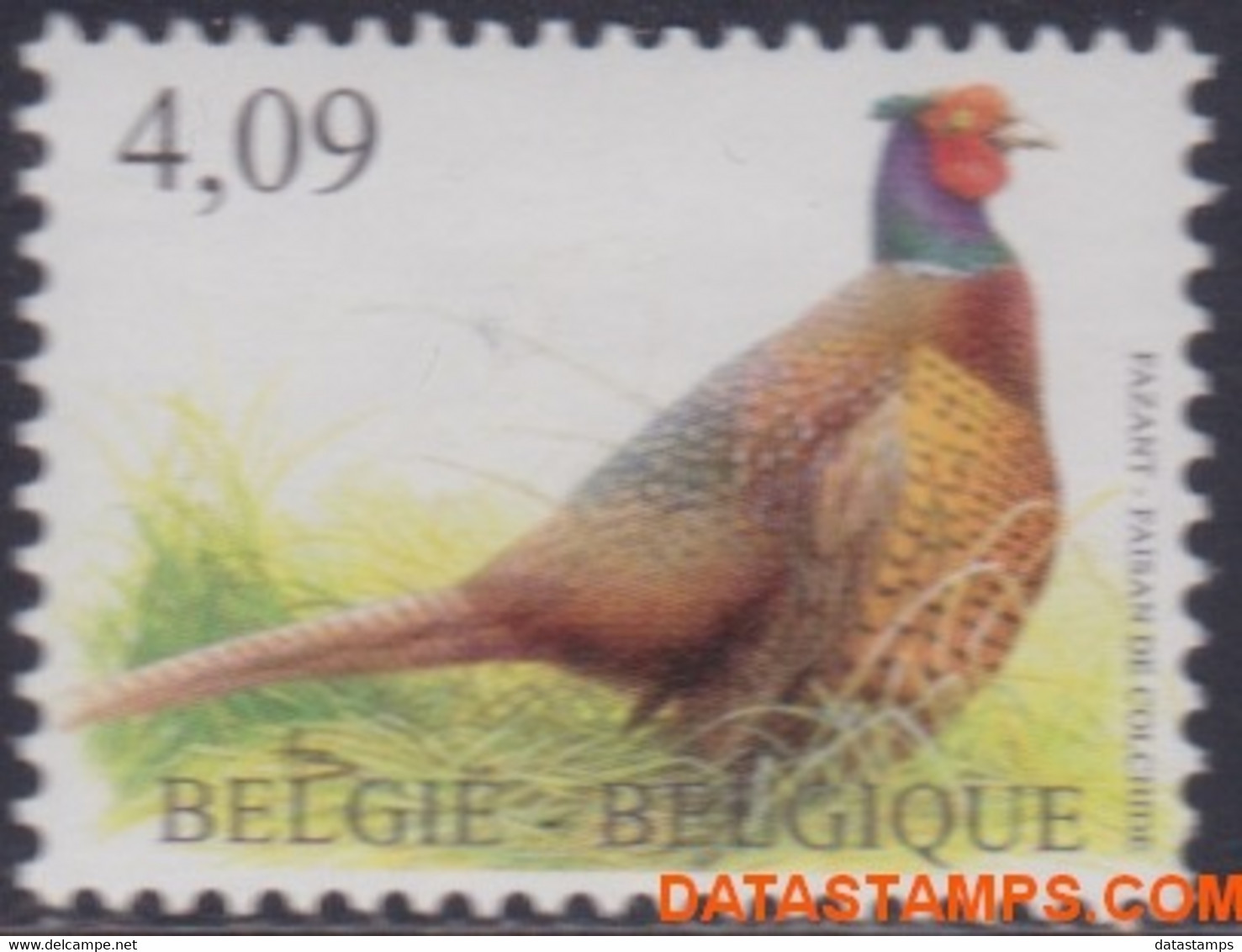 België 2010 - Mi:4089, Yv:4027, OBP:4046, Stamp - XX - Birds Pheasant - 1985-.. Vögel (Buzin)