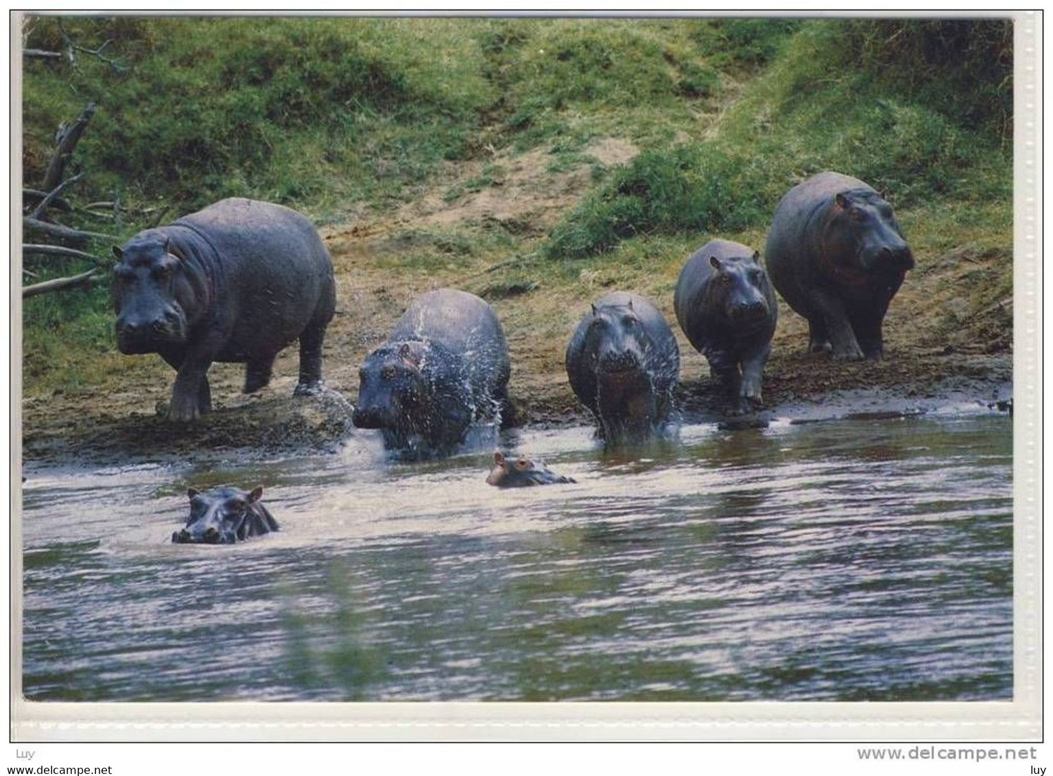 KENYA; KENIA,  AFRICAN WILDLIFE - Hippos    - Special Format - Hippopotames