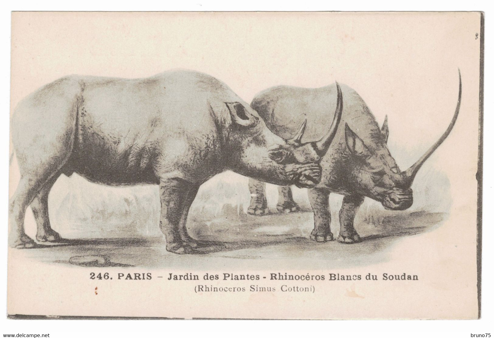 PARIS - Jardin Des Plantes - Rhinocéros Blancs Du Soudan - IPM 246 - Rhinocéros