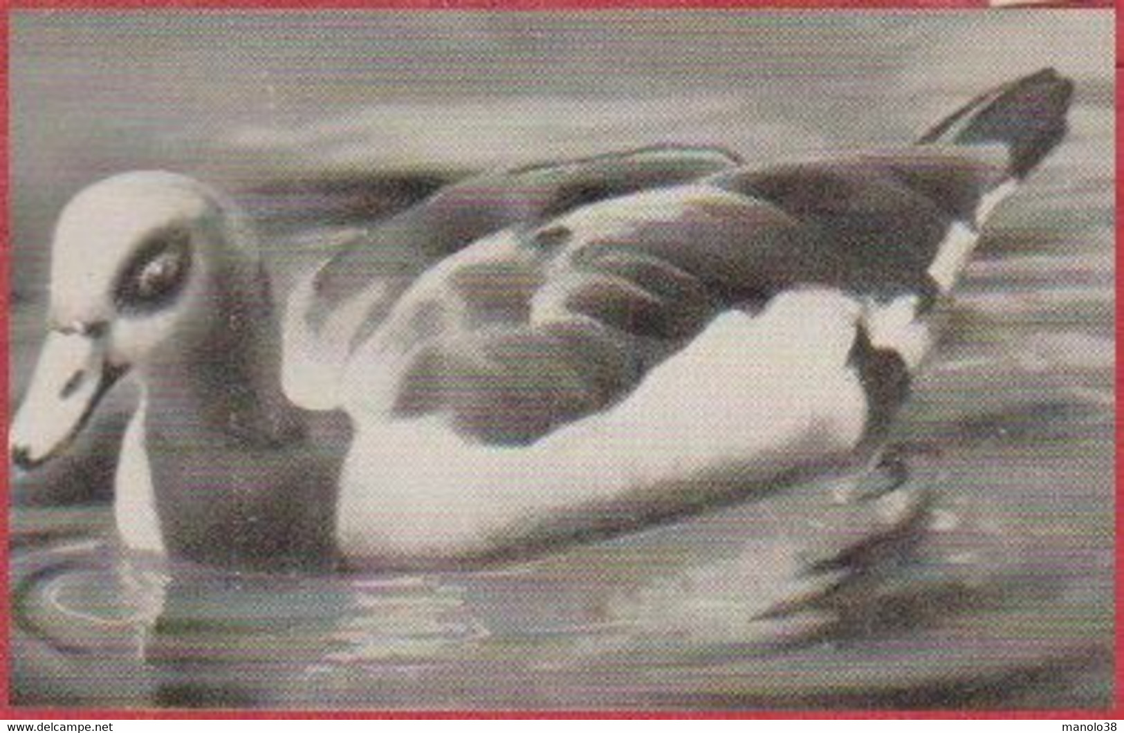 Cane De Rouen. Canard. Photo Prisma. Image N°106. Album N°8: "Les Bêtes De Chez Nous". Chocolat Cémoi. Grenoble - Other & Unclassified