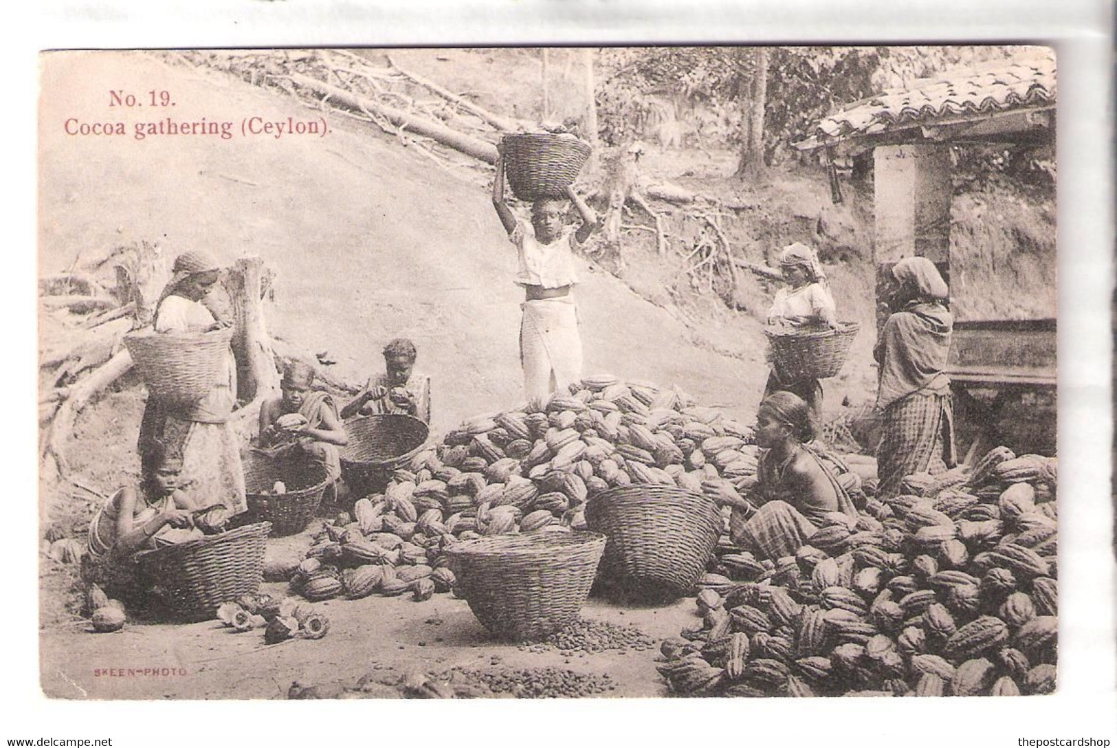 CPA CEYLON SRI LANKA SKEEN PHOTO No.19 COCOA GATHERING CEYLON WOMEN WORKERS UNUSED - Sri Lanka (Ceylon)