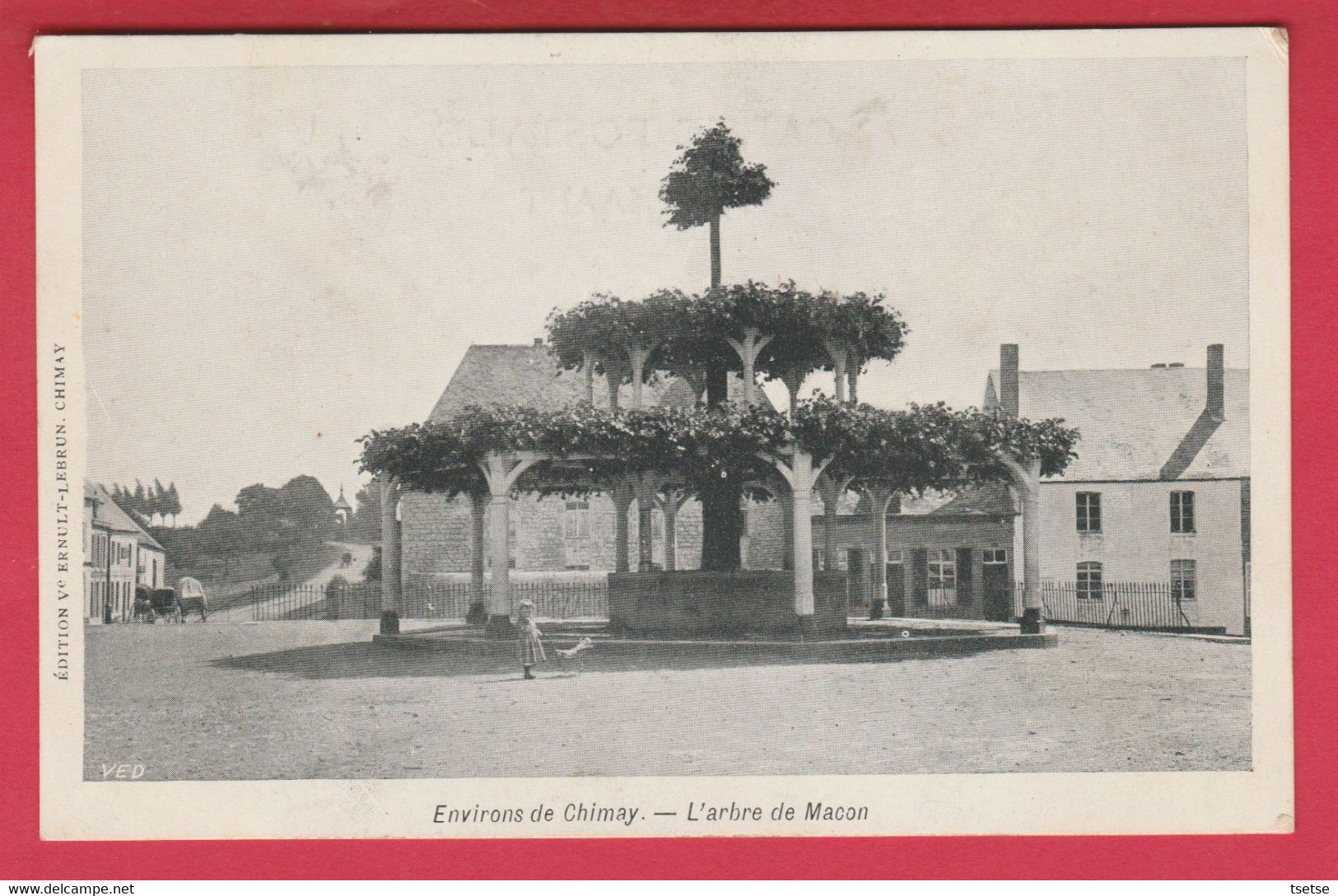 Macon ( Environs De Chimay ) - L'arbre ( Voir Verso ) - Momignies