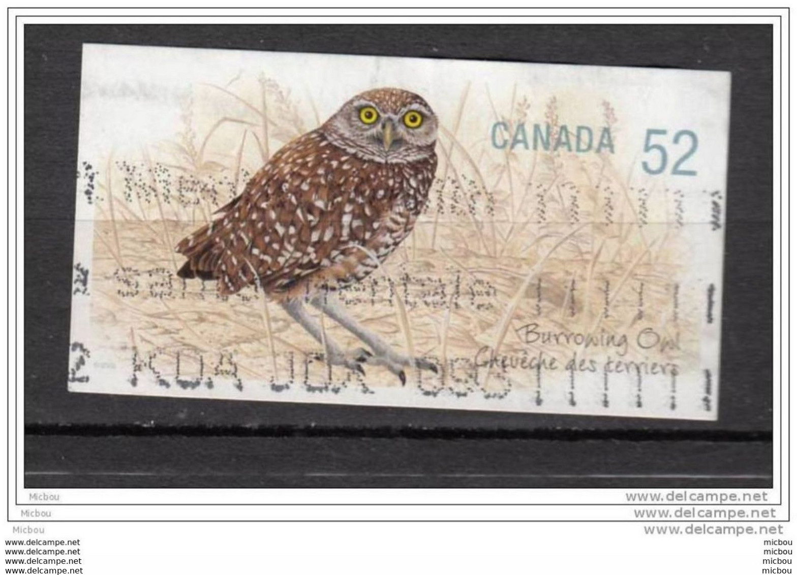 Canada, Hibou, Owl, Rapace, Oiseau, Bird - Uilen