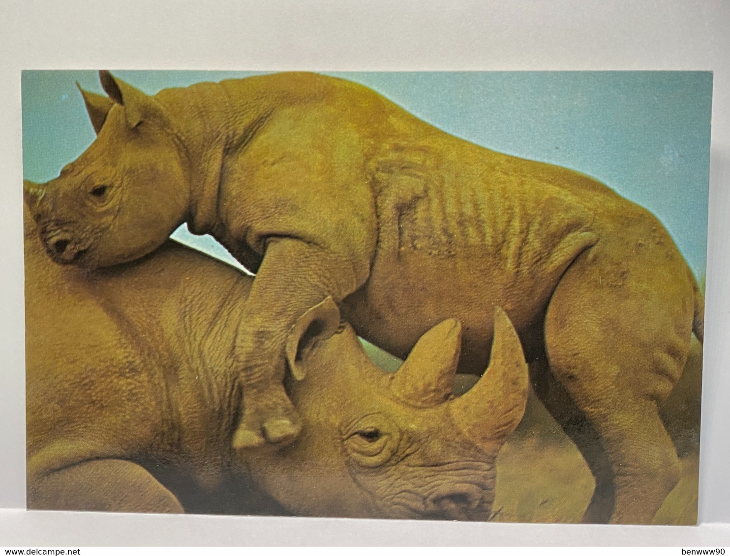 Animals, Rhinoceros Postcard - Rhinozeros