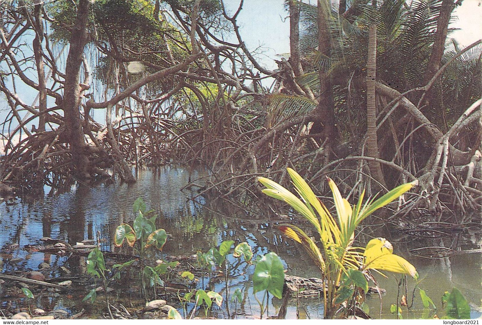 TRINIDAD - MANGROVE, SALIBIA BAY, NORTH-EAST / P66 - Trinidad