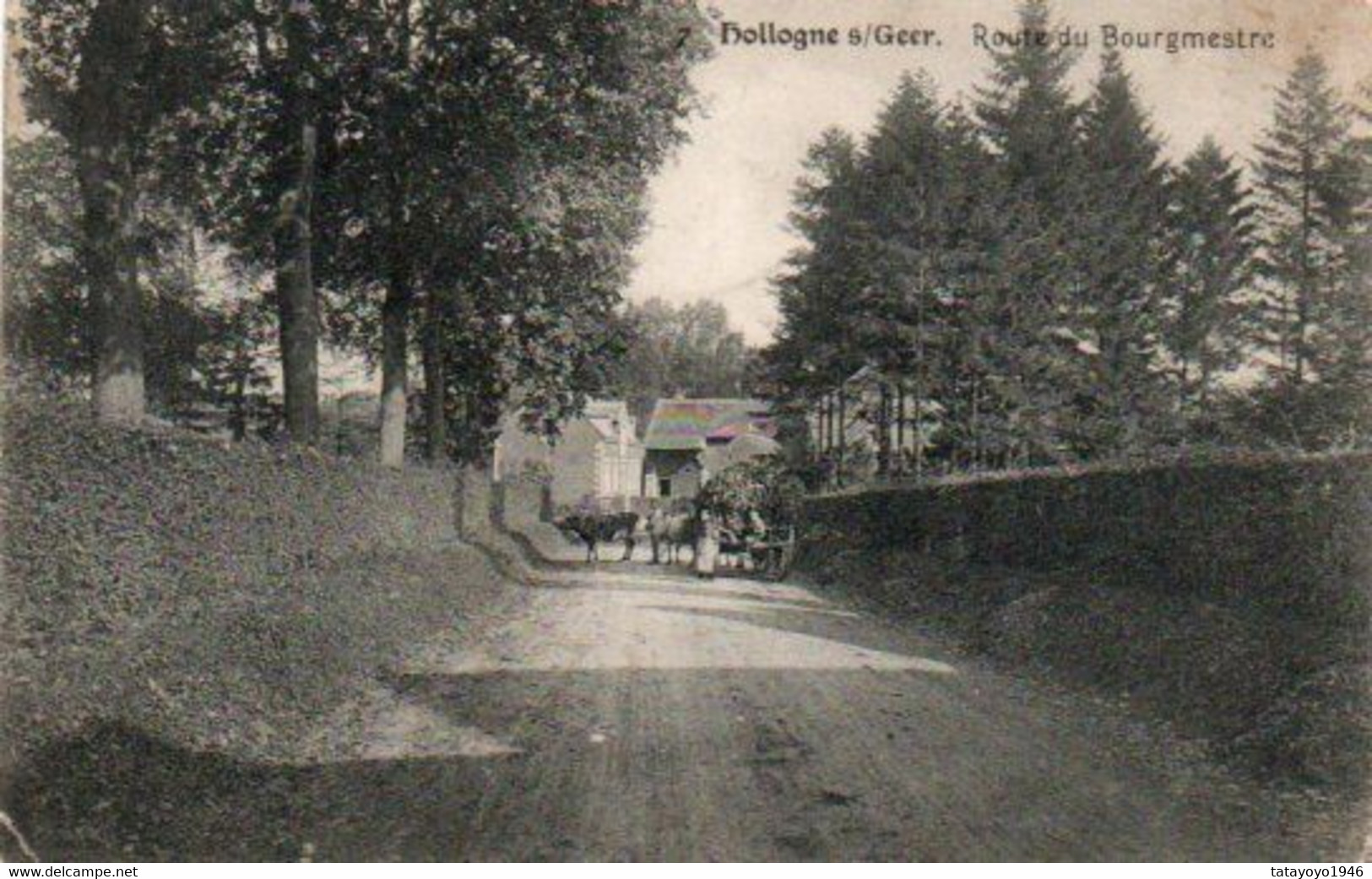 Hollogne S/Geer  Route Du Bourgmestre  Charette Vaches Animée Voyagé En 1910 - Geer