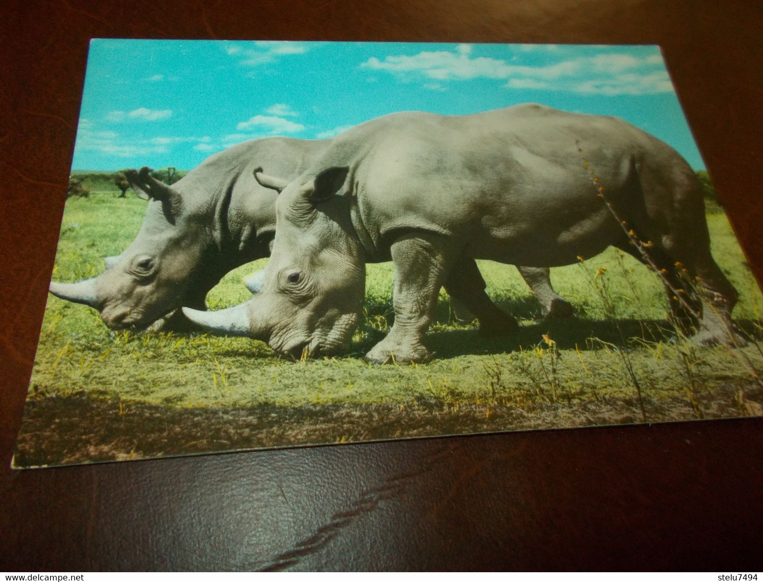 B790  Rinoceronte Non Viaggiata - Rhinozeros