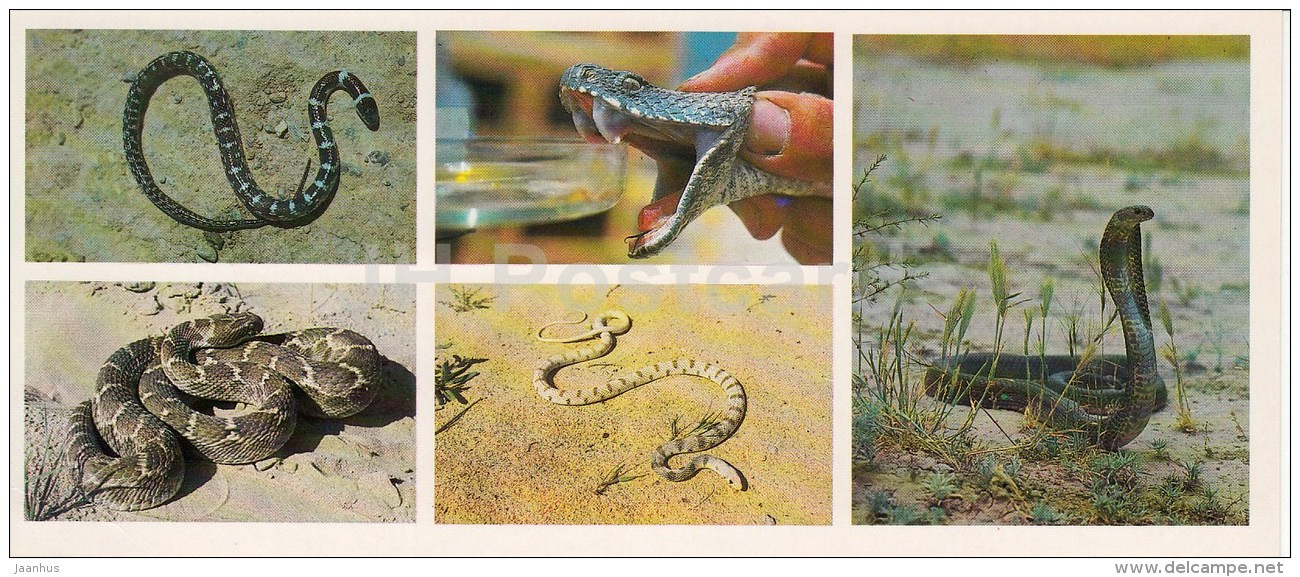 Cobra - Psammophis Lineolatus - Snakes - Kopet Dagh Nature Reserve - 1985 - Turkmenistan USSR - Unused - Turkménistan