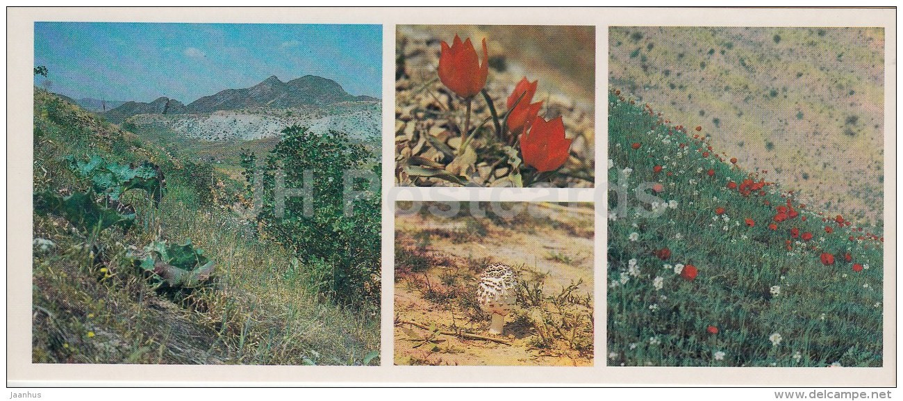 Flowers - Mushroom - Spring - Kopet Dagh Nature Reserve - 1985 - Turkmenistan USSR - Unused - Turkmenistán