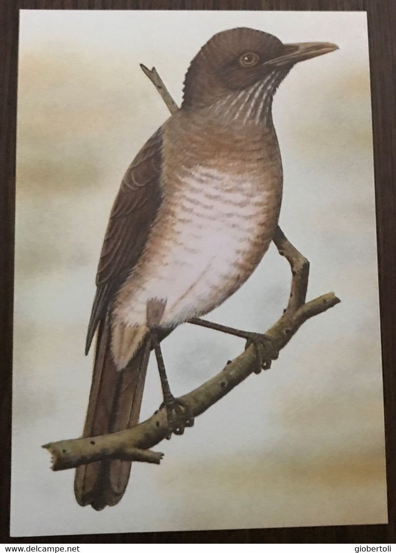 Sao Tomé E Principe: Intero, Stationery, Entier, Turdus Olivaceofuscus - Passeri