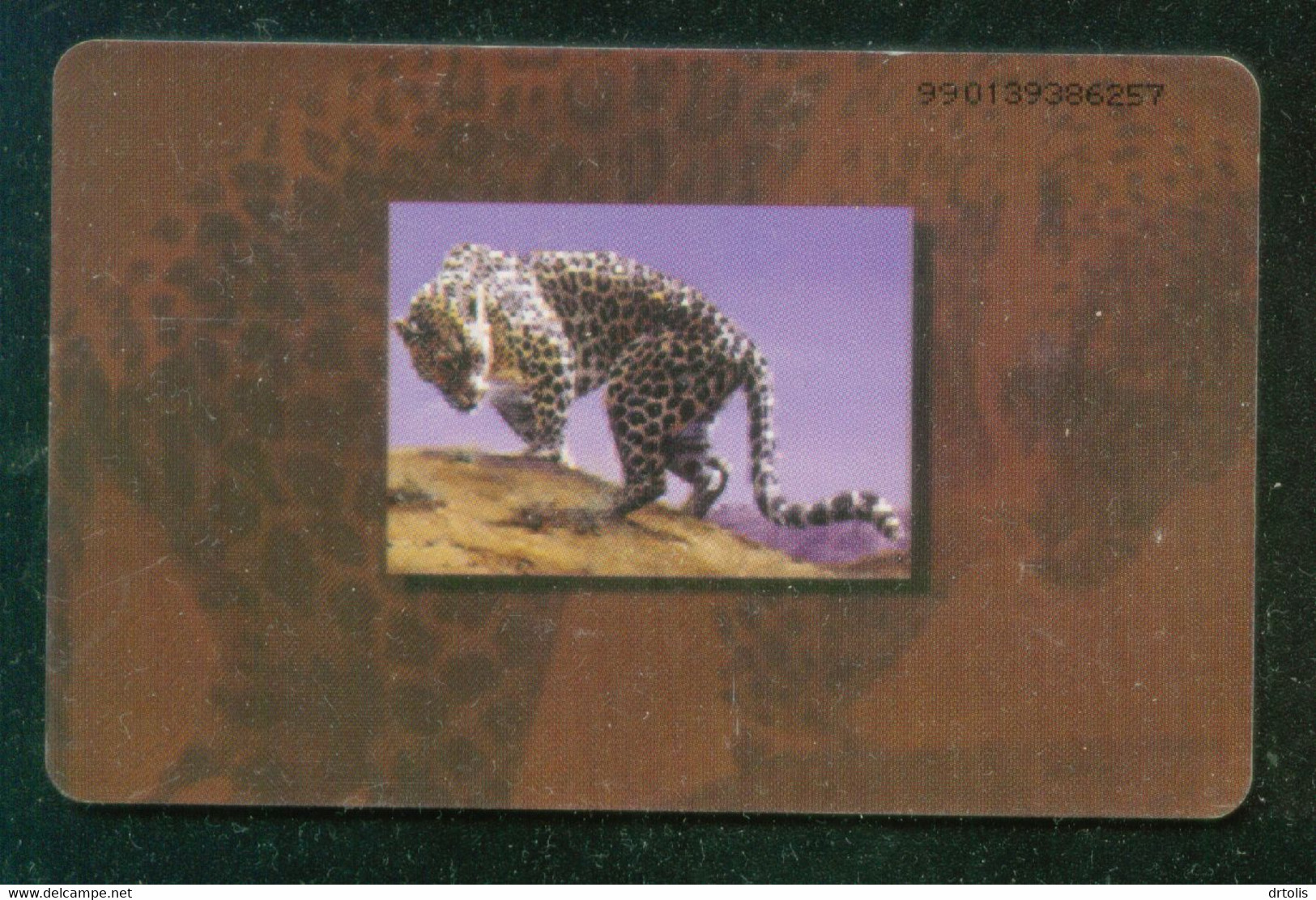 UNITED ARAB EMARITES  / ARABIAN LEOPARD - Paysages