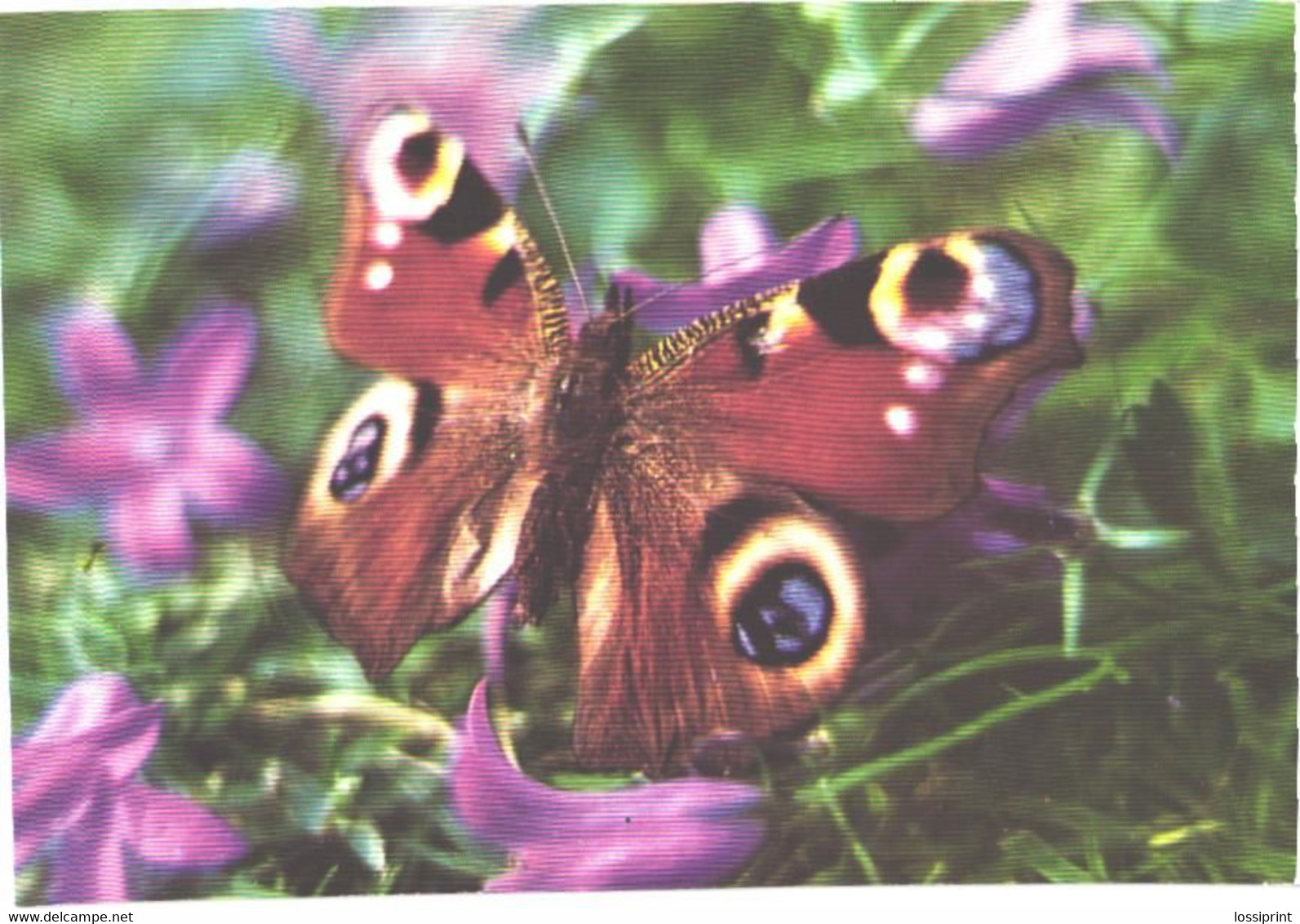 Butterfly On Blossom - Papillons