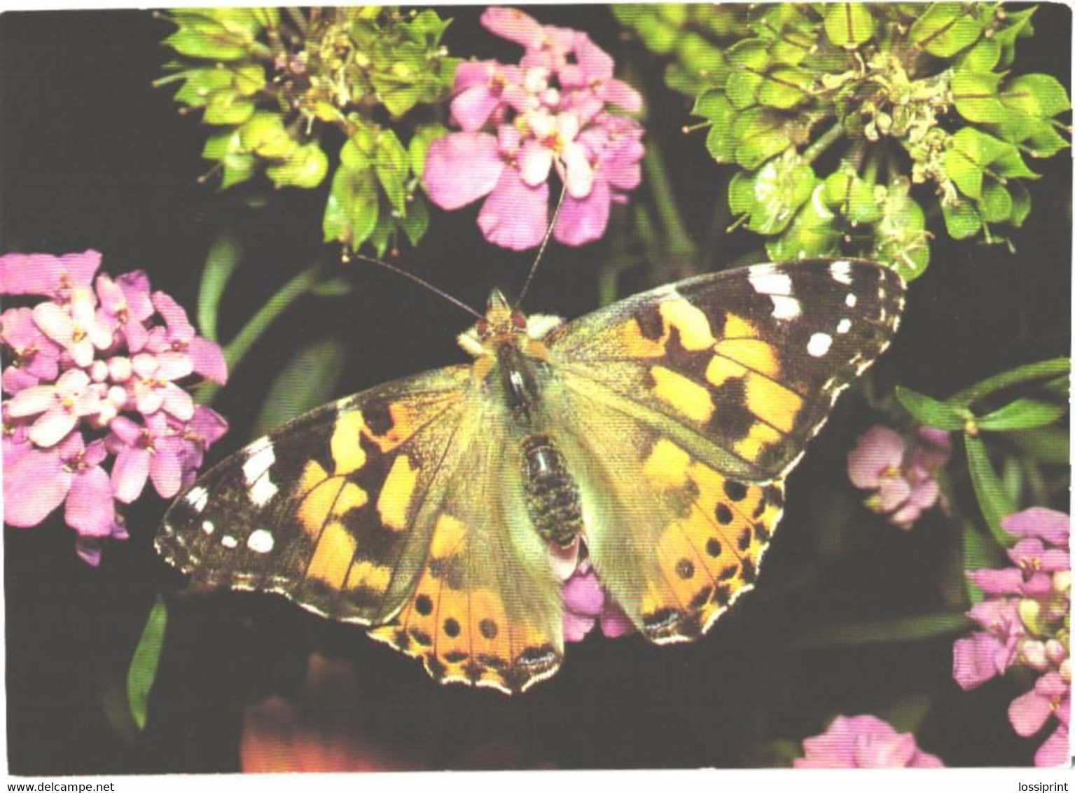 Butterfly, Cynthia Cardui L. - Papillons