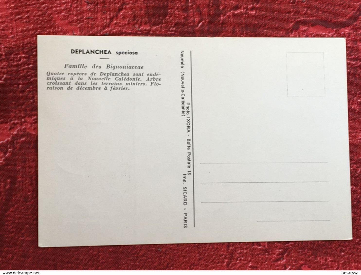 Timbres Océanie Nouvelle-Calédonie  Cartes-maximum -☛Carte Postale CM-☛Fleurs Deplanchea Speciosa-1964 - Tarjetas – Máxima