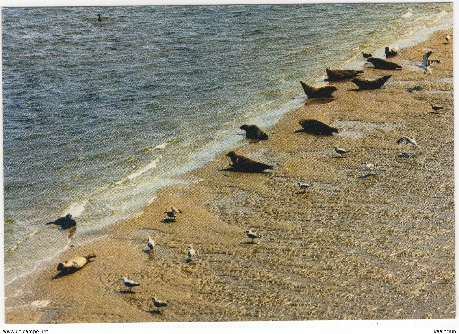 Zeehonden Op Het Wad - (Nederland/Holland) - (377) - Seal / Seehund / Phoque - Andere & Zonder Classificatie